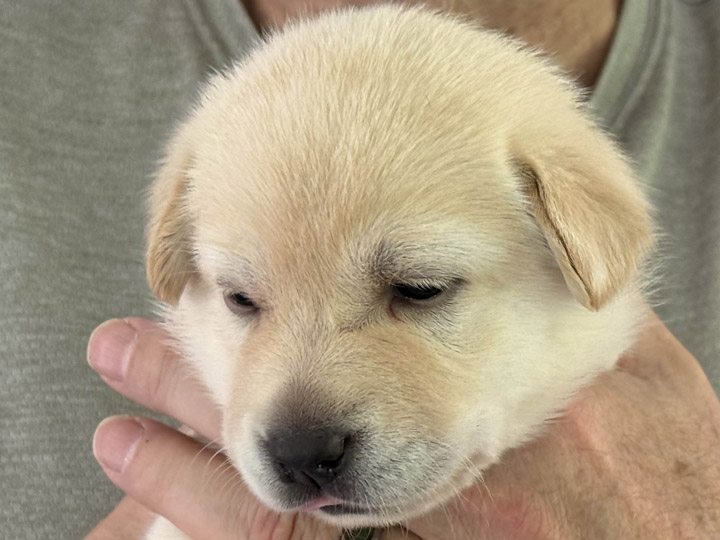 chinook puppy